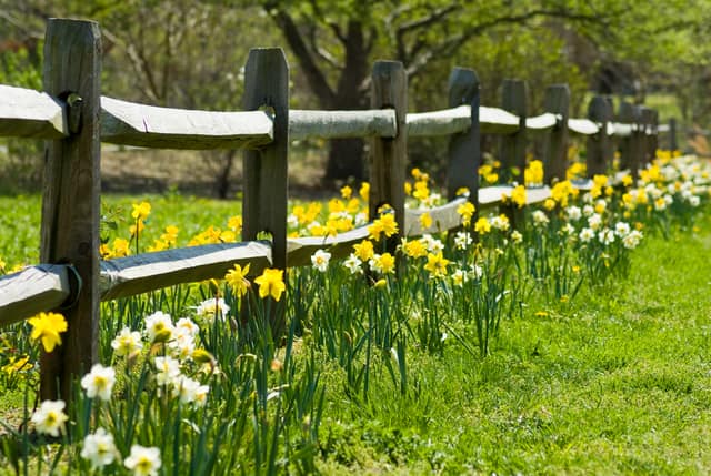 Finding Hope and Beauty in Wordsworth's Timeless "Daffodils"