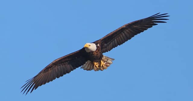 The Bald Eagle: America's Enduring Symbol of Strength and Unity