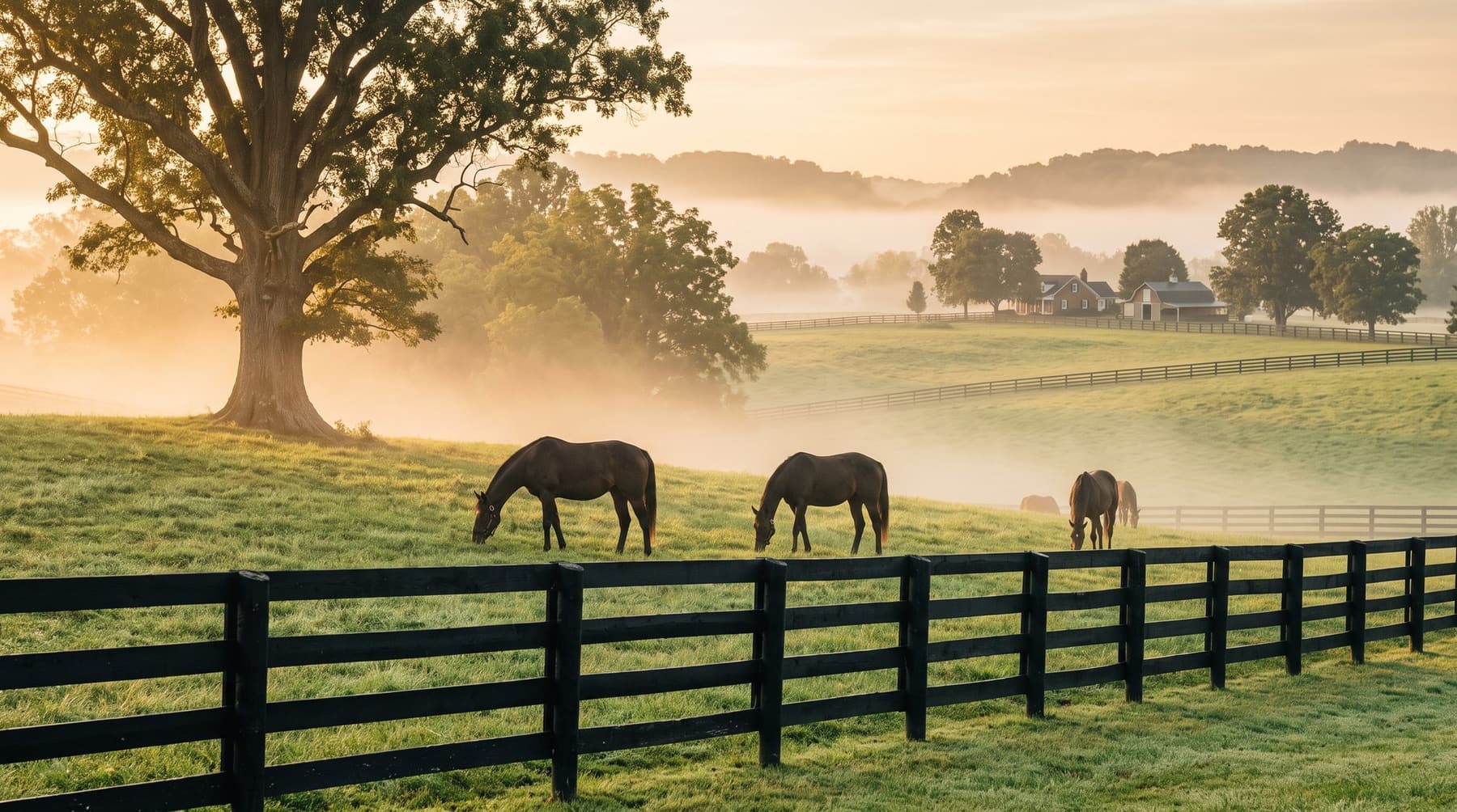 Thoroughbreds graze behind black plank fencing in misty Kentucky bluegrass country at sunrise
