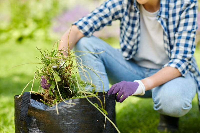 summer garden tips